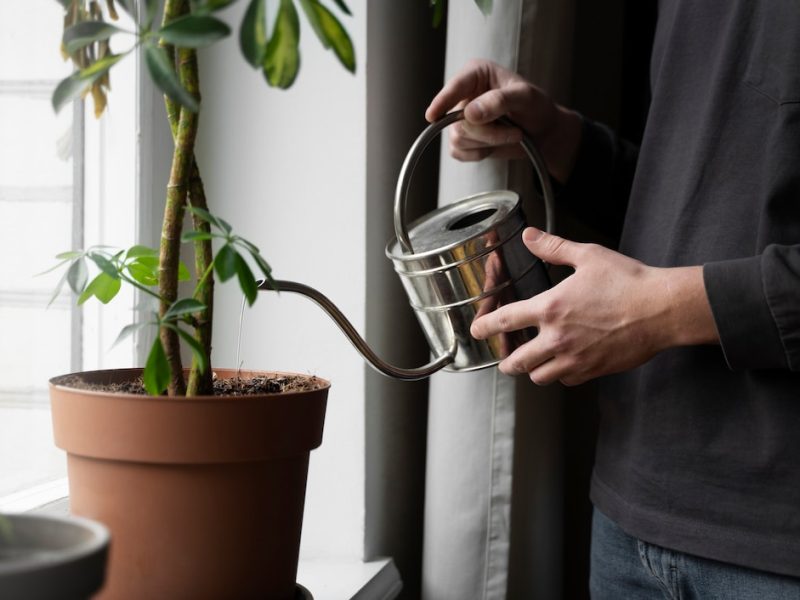 Jak skutecznie nawadniać rośliny w namiocie foliowym?